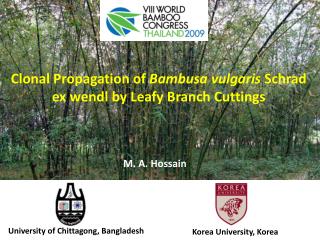 Clonal Propagation of Bambusa vulgaris Schrad ex wendl by Leafy Branch Cuttings