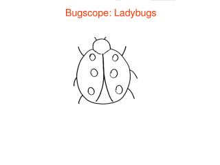 Bugscope: Ladybugs