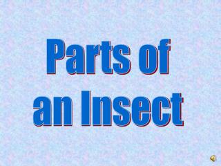 Parts of an Insect
