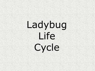 Ladybug Life Cycle