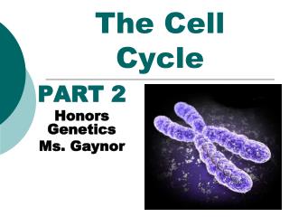 The Cell Cycle