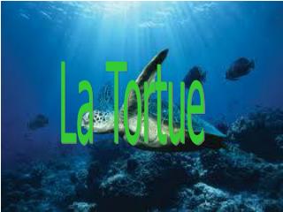 La Tortue