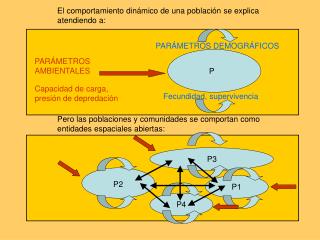 Pero las poblaciones y comunidades se comportan como entidades espaciales abiertas: