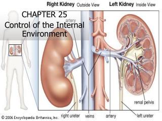 CHAPTER 25 Control of the Internal Environment