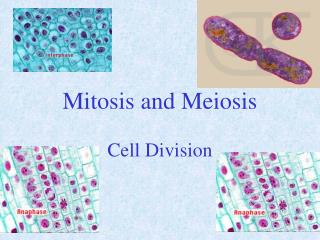 Mitosis and Meiosis