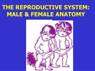 THE REPRODUCTIVE SYSTEM: MALE &amp; FEMALE ANATOMY