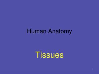 Human Anatomy