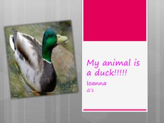 My animal is a duck!!!!!