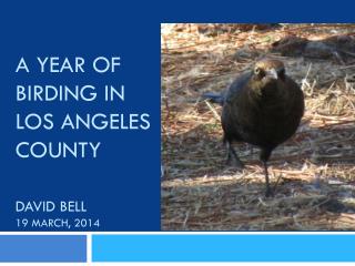 A Year of Birding in Los Angeles County David Bell 19 March, 2014