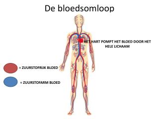 De bloedsomloop