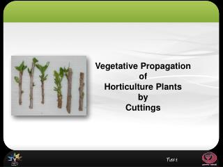 PPT - PLANT PROPAGATION ASEXUAL PROPAGATION - VEGETATIVE, CLONES ...