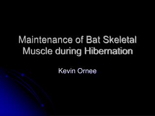 Maintenance of Bat Skeletal Muscle during Hibernation