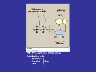 ATP _ Universal Carrier of Free Energy