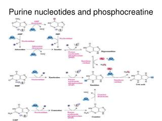 Purine nucleotides and phosphocreatine