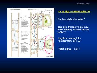 Metabolizmus sinku