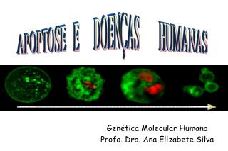 Genética Molecular Humana Profa. Dra. Ana Elizabete Silva