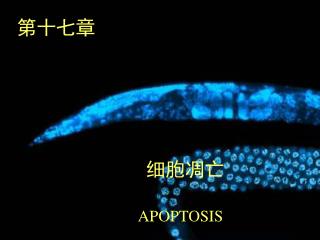 第十七章