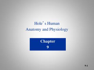 Hole ’ s Human Anatomy and Physiology