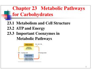 Chapter 23 Metabolic Pathways for Carbohydrates