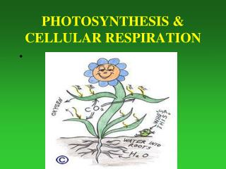 PHOTOSYNTHESIS &amp; CELLULAR RESPIRATION