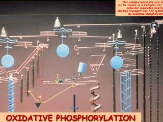 OXIDATIVE PHOSPHORYLATION