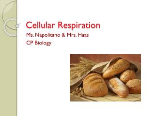 Cellular Respiration