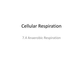 Cellular Respiration