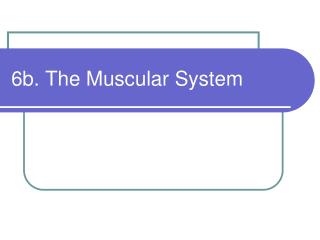 6b. The Muscular System