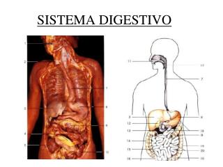 SISTEMA DIGESTIVO