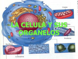 LA CELULA Y SUS ORGANELOS