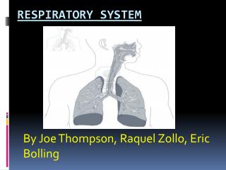 Respiratory system