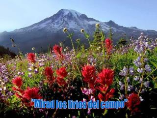 &quot;Mirad los lirios del campo&quot;