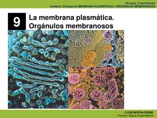 La membrana plasmática. Orgánulos membranosos