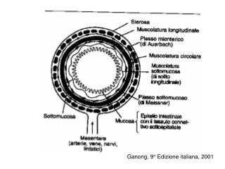 Ganong, 9° Edizione italiana, 2001