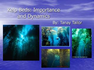 Kelp Beds: Importance and Dynamics