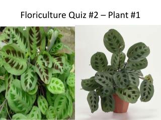 Floriculture Quiz #2 – Plant #1