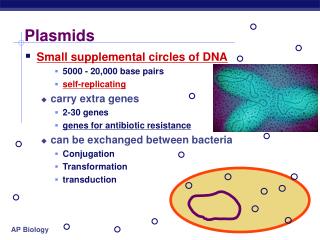 Plasmids