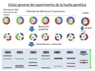 Visión general del experimento de la huella genética