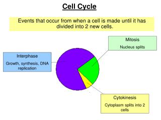 Cell Cycle