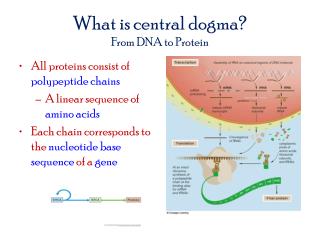 What is central dogma? From DNA to Protein