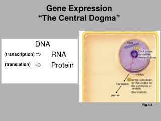 Gene Expression “The Central Dogma”