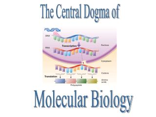 The Central Dogma of