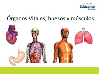 Órganos Vitales, huesos y músculos
