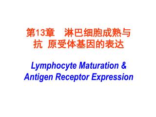 第 13 章 淋巴细胞成熟与抗 原受体基因的表达 Lymphocyte Maturation &amp; Antigen Receptor Expression