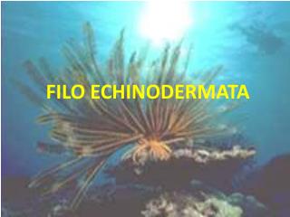 FILO ECHINODERMATA