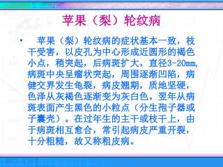 苹果（梨）轮纹病