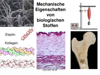 Mechanische Eigenschaften von biologischen Stoffen