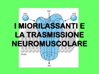 I MIORILASSANTI E LA TRASMISSIONE NEUROMUSCOLARE