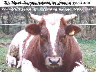 De Maya’s zeggen over Boebie :