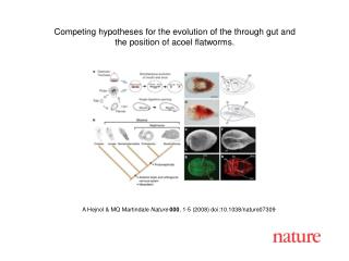 A Hejnol &amp; MQ Martindale Nature 000 , 1-5 (2008) doi:10.1038/nature07 309